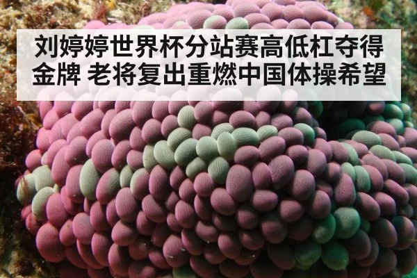 刘婷婷世界杯分站赛高低杠夺得金牌 老将复出重燃中国体操希望